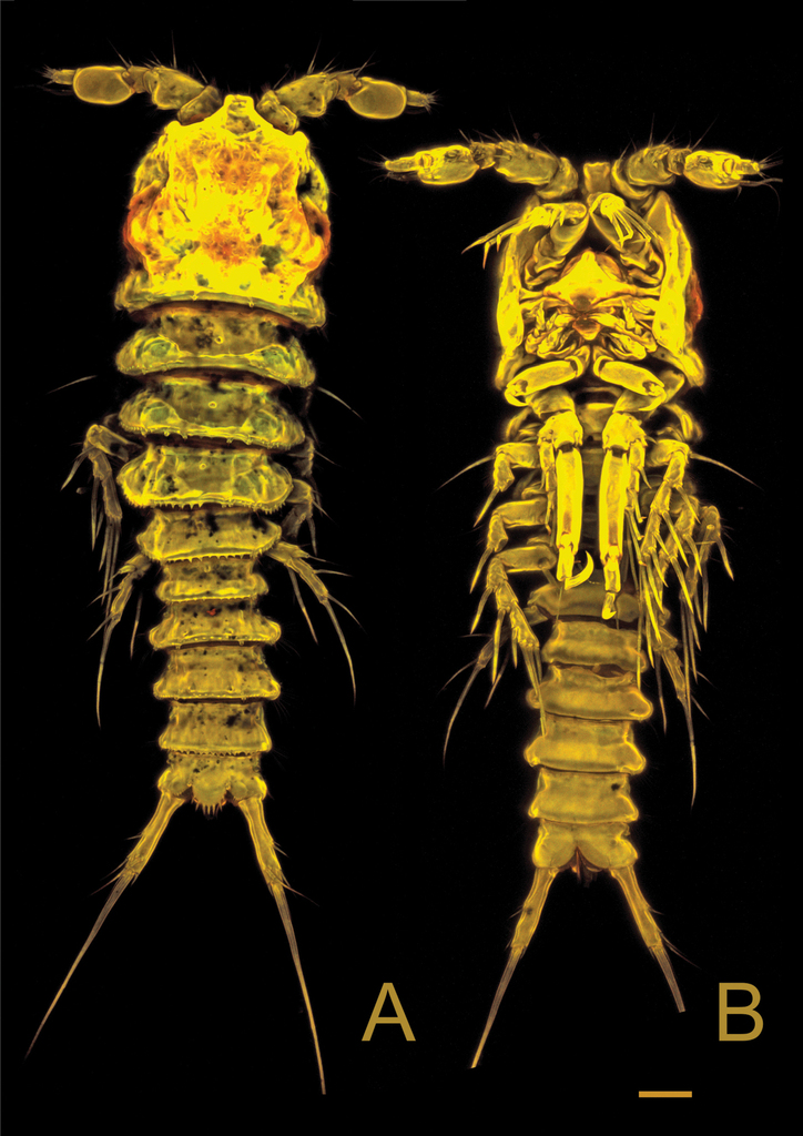 Ancorabolidae