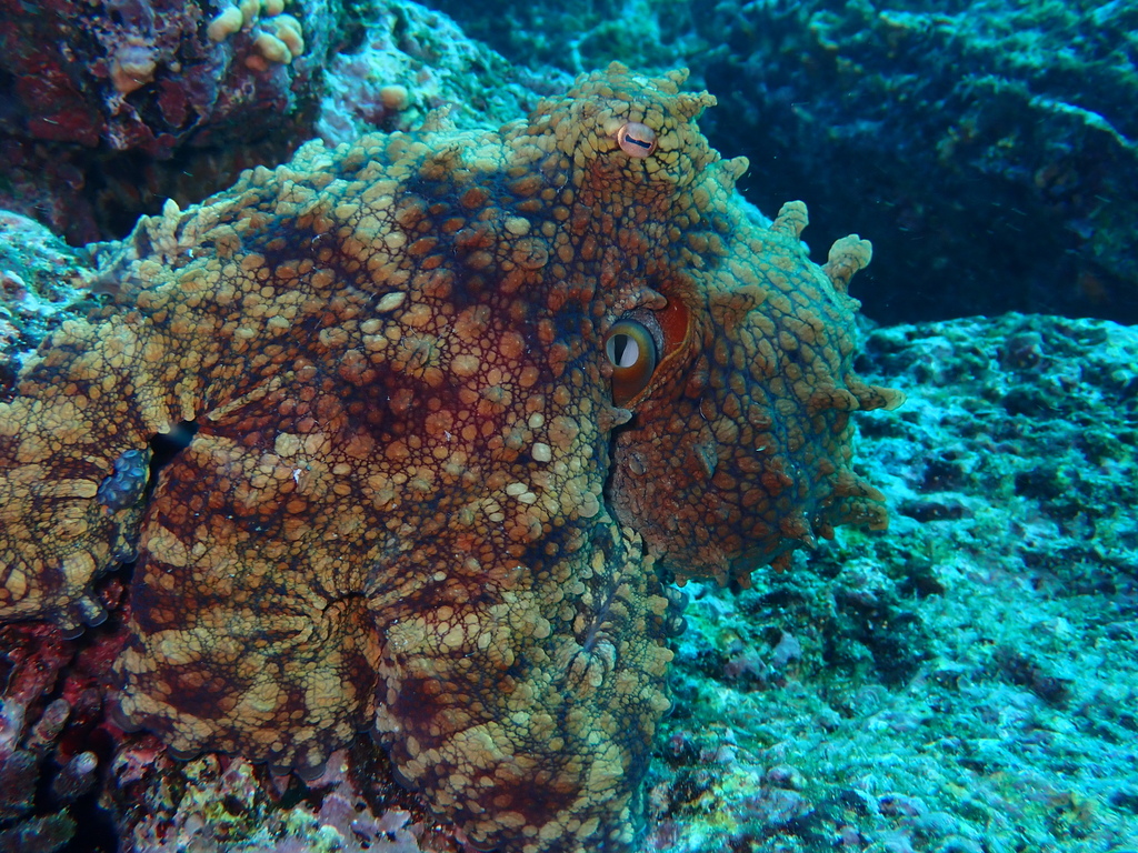 Galápagos Reef Octopus
