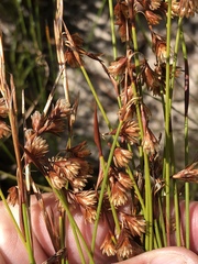 Staberoha distachyos