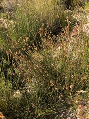 Staberoha distachyos