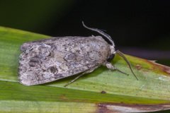 Agrotis segetum