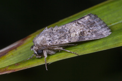 Agrotis segetum