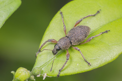 Metapocyrtus adspersus