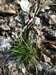 Carex communis