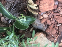 Raphionacme procumbens