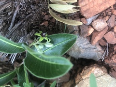 Raphionacme procumbens