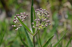Asclepias longifolia
