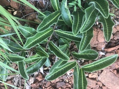Raphionacme procumbens