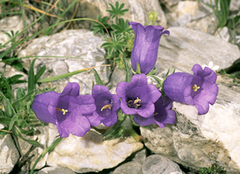 Campanula alpestris