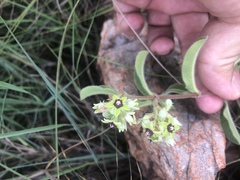 Raphionacme procumbens