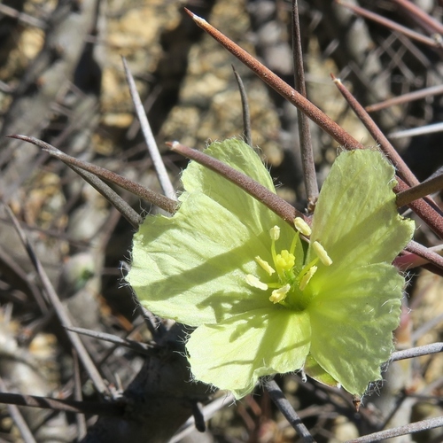Monsonia ciliata
