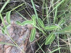 Raphionacme procumbens