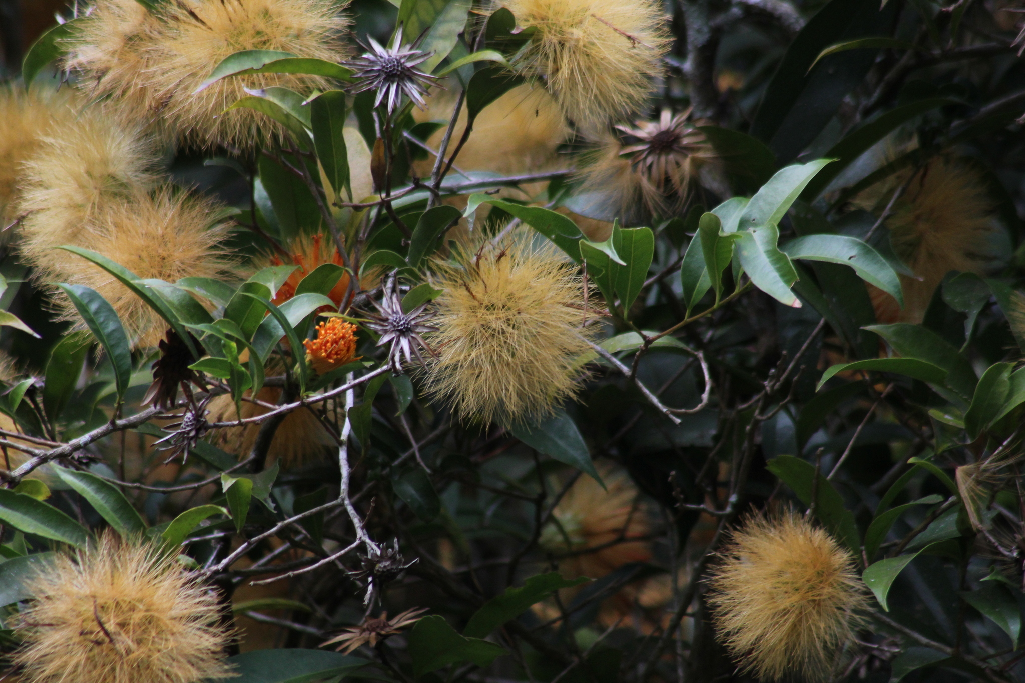 Stifftia chrysantha