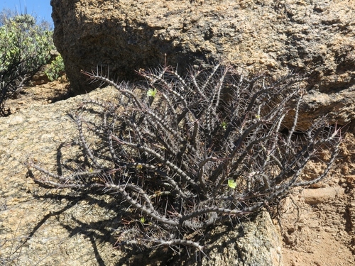 Monsonia ciliata