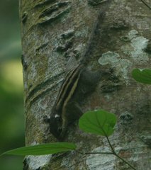 Tamiops mcclellandii