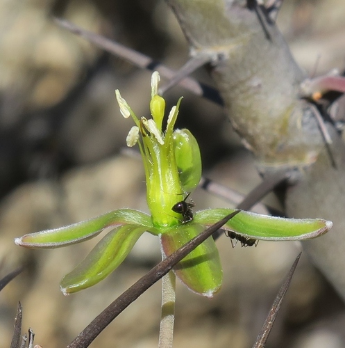 Monsonia ciliata