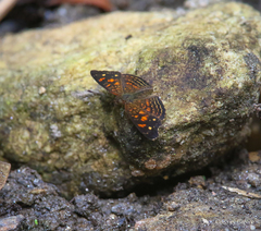 Anthanassa acesas
