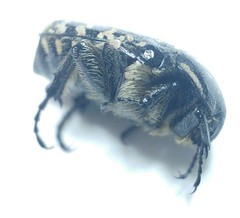 Oxythyrea noemi