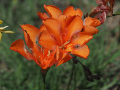 Tritonia crocata