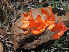 Tritonia crocata