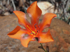 Tritonia crocata