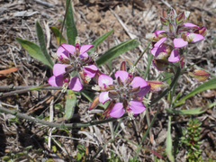 Polygala pubiflora