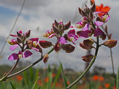 Polygala pubiflora