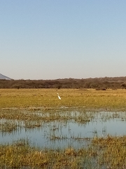 Ardea alba