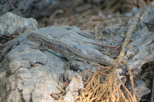 iNaturalist observation photo of Common Sagebrush Lizard