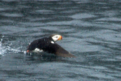 Fratercula corniculata