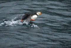 Fratercula corniculata