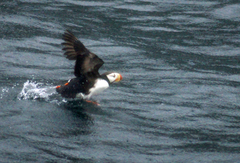 Fratercula corniculata