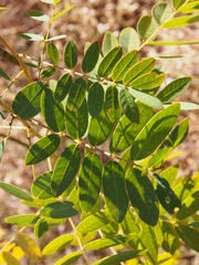 Wild senna