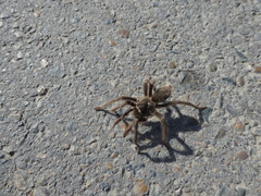 Grammostola