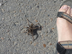 Grammostola