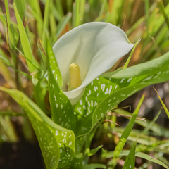 Zantedeschia albomaculata