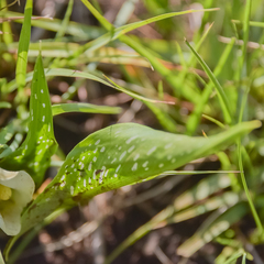 Zantedeschia albomaculata