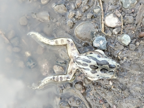 Lowland Burrowing Tree Frog (Smilisca fodiens), a species recorded in Arizona
