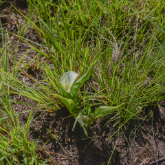 Zantedeschia albomaculata