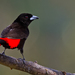 Cherrie's Tanager - Photo (c) Paul Cools, some rights reserved (CC BY-NC), uploaded by Paul Cools
