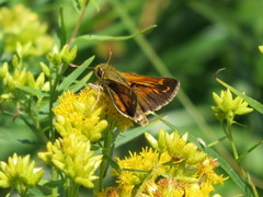 Hesperia comma laurentina