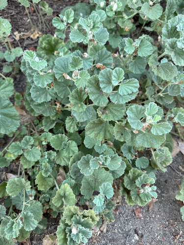 iNaturalist observation photo of alkali mallow