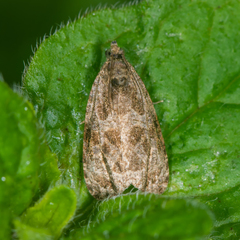 Olethreutes furfuranum