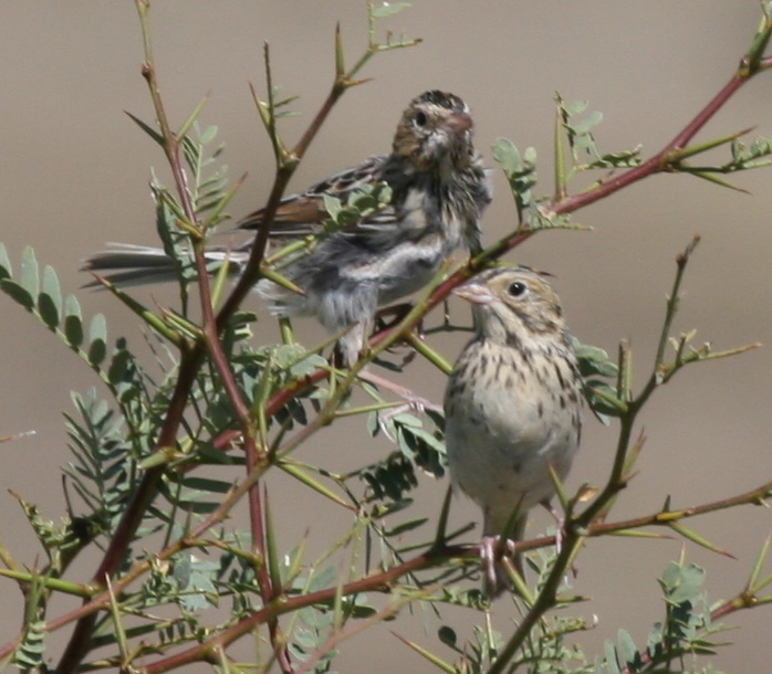baird's sparrow, bruant de baird, chingolo de baird