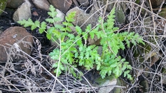 Phacelia cicutaria hispida