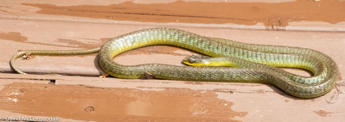 Common Tree Snake sighting