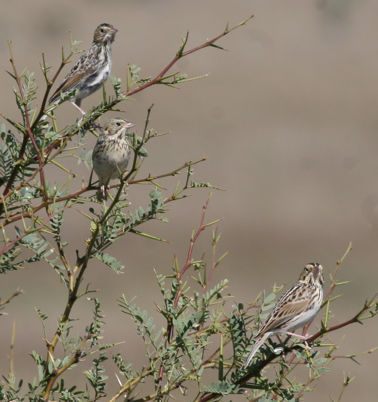 baird's sparrow, bruant de baird, chingolo de baird