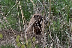 Marmota kastschenkoi