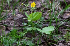 Ranunculus monophyllus