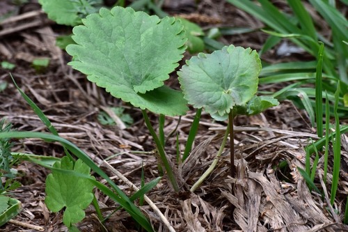One-leaf buttercup